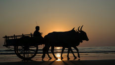 Why The Bullock Cart Still Matters In Sri Lanka’s Cultural Memory