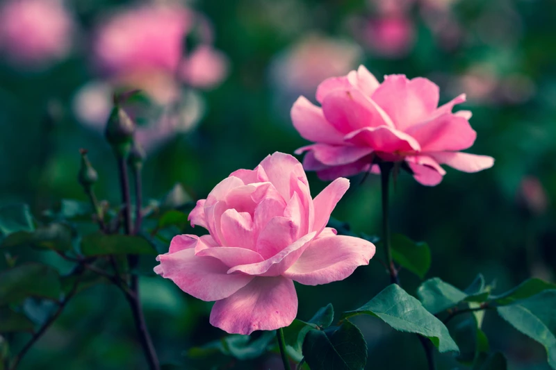 Two pink roses in bloom
