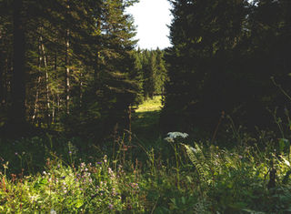 Rencontre avec la faune sauvage du Jura pendant une sortie observation des cerfs