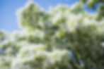 Creamy white late-spring blooms of Chionanthus virginicus