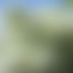 Creamy white late-spring blooms of Chionanthus virginicus