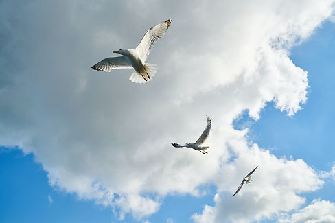 Image by engin akyurt