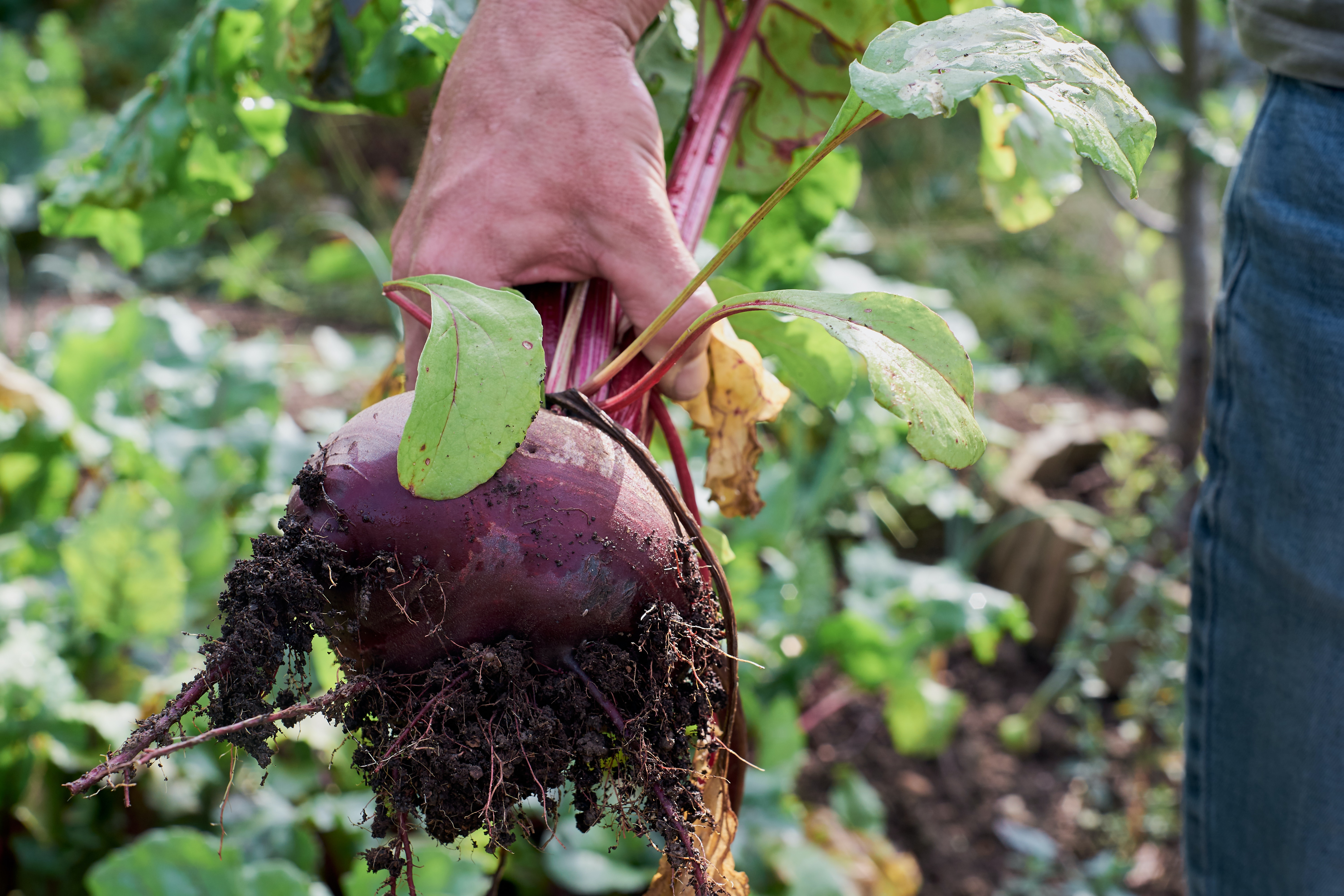 BEETROOT, APPLE, GINGER & FENNEL SALAD