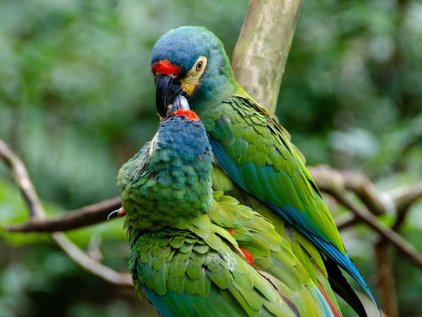 faune bresil amazonie