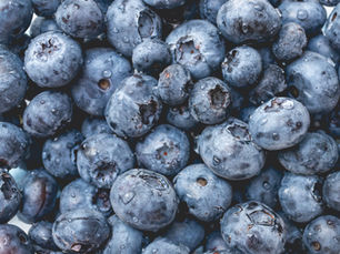 Conservare i mirtilli freschi di Mirbì