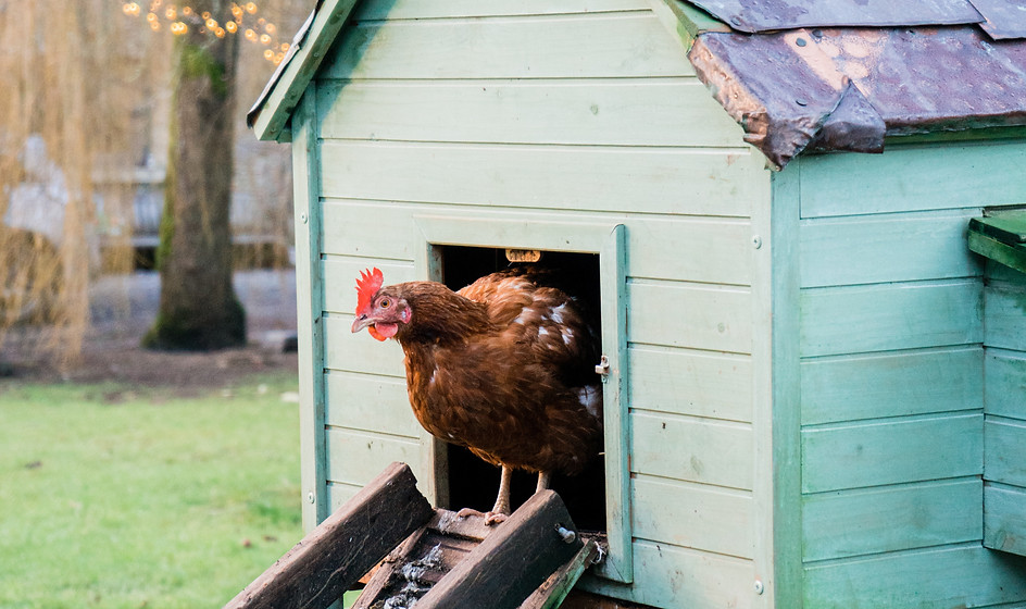 Image by Tom Ungerer of chicken coming out of coop