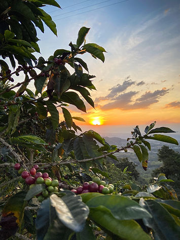 Image by César Ardila