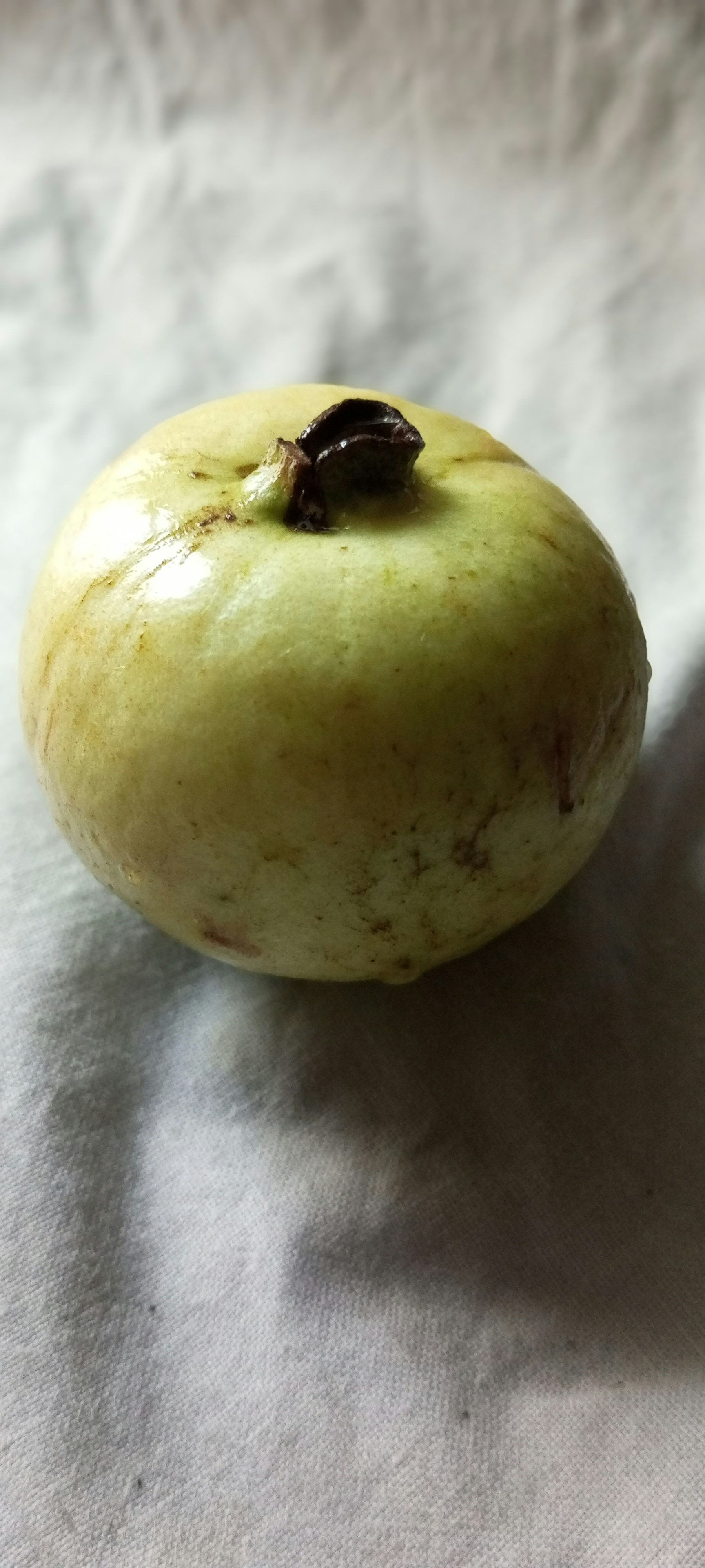 Hmong Apple / Apple Mango