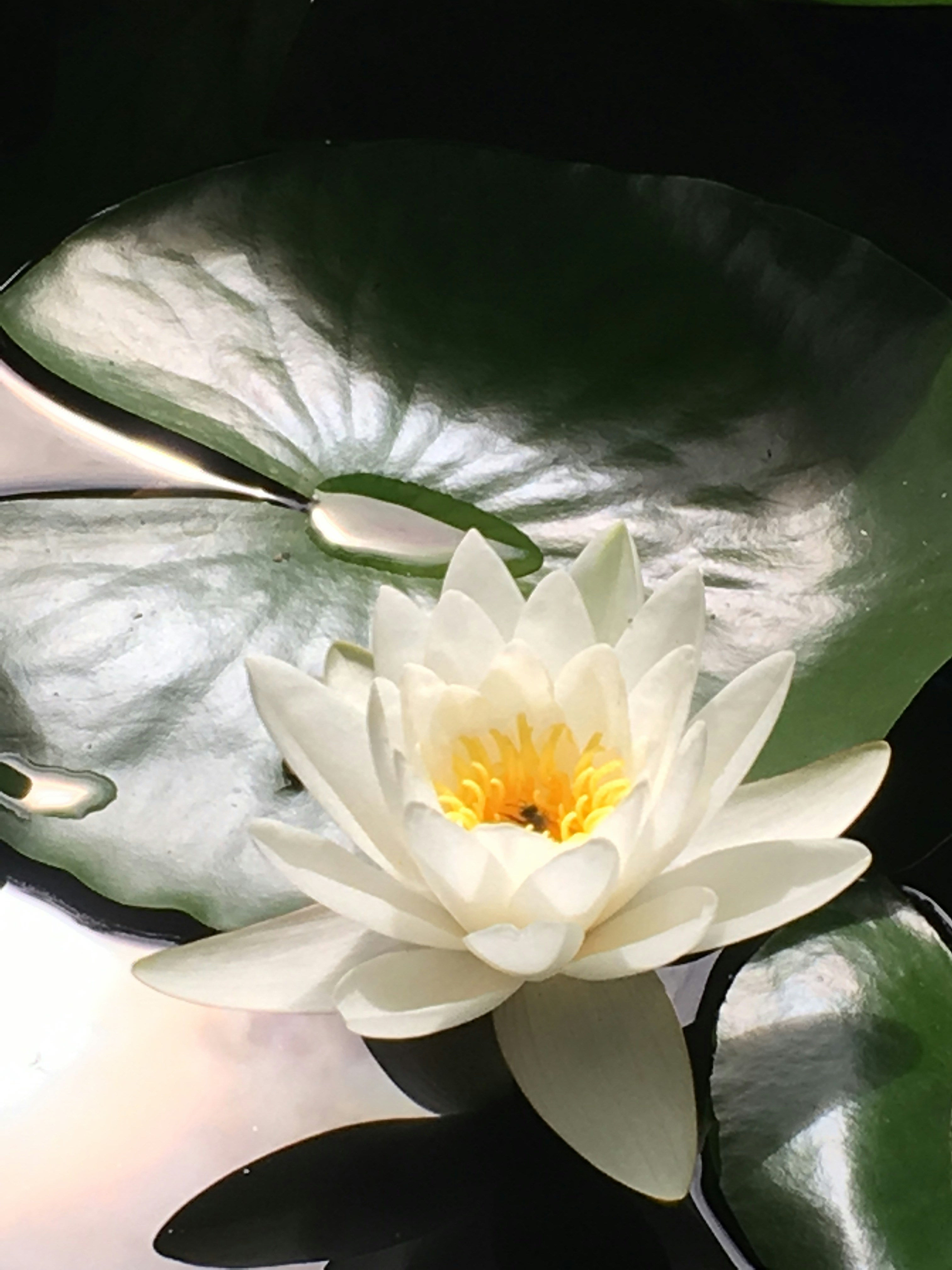 Silk Lotus Room & Linen Spray