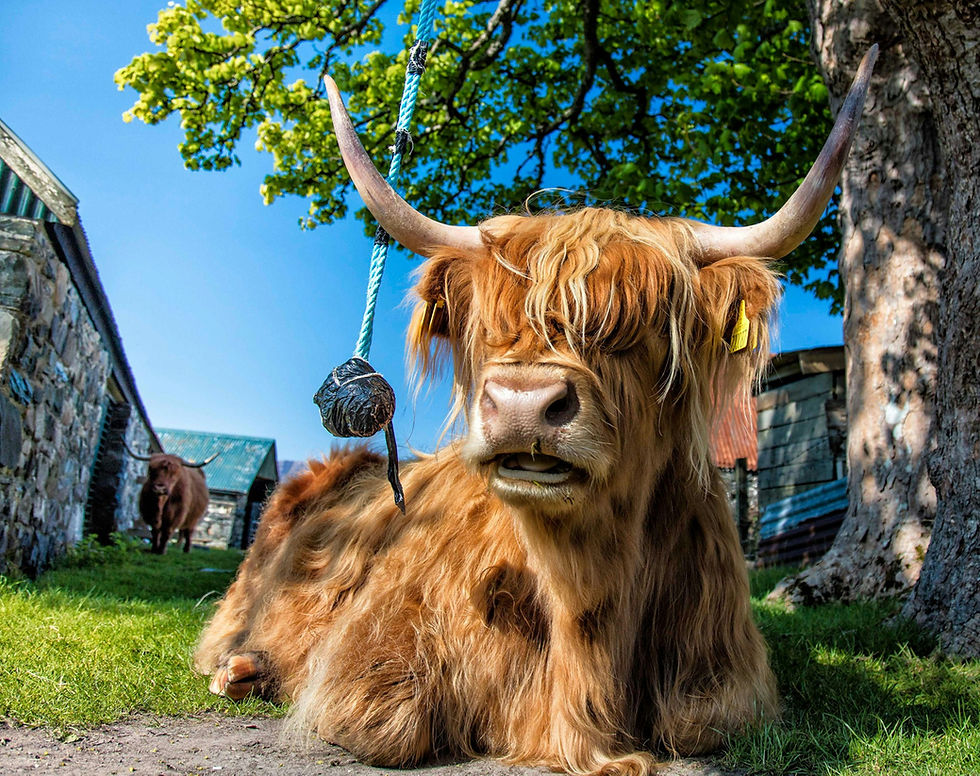 Plockton