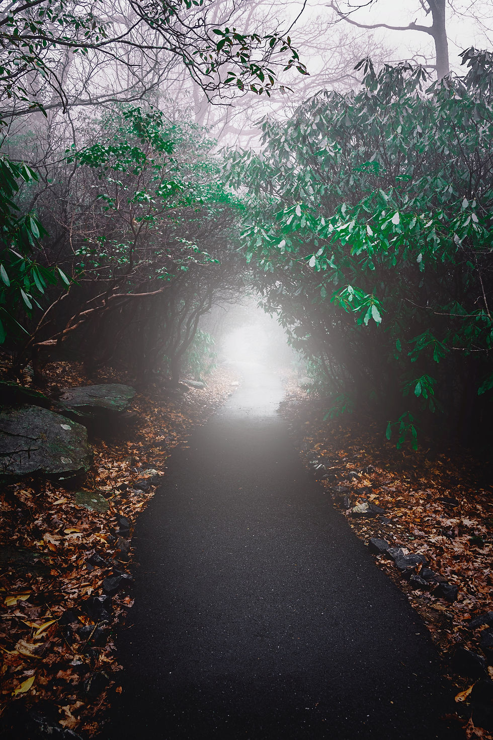 Image by Byron Johnson