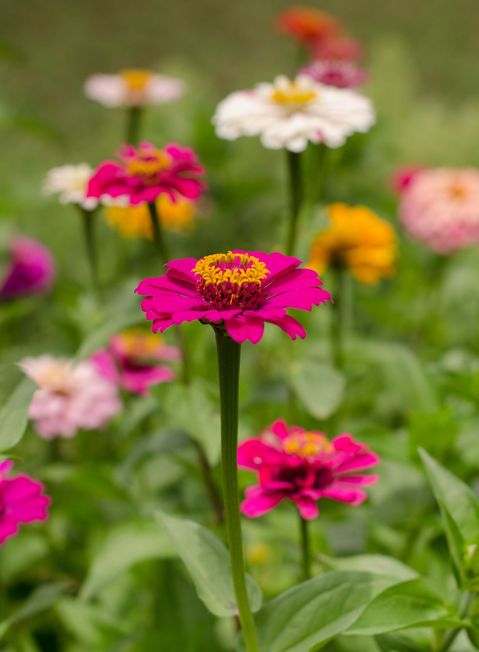Zinnias**