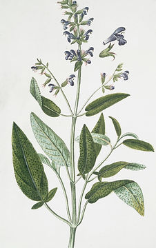 Image by The New York Public Library