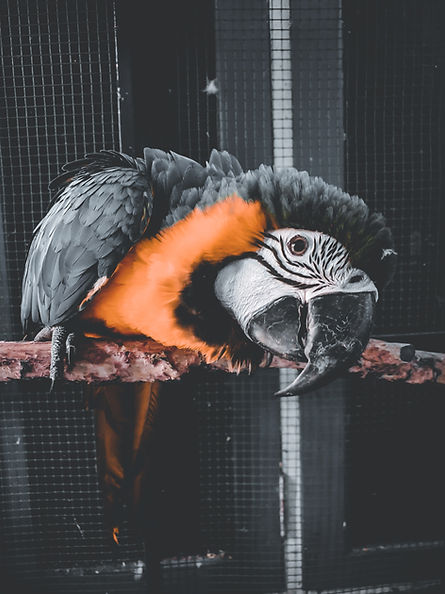 Image by Majeen Munawwaru