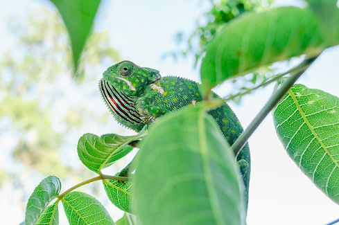 Jade green chameleon close up
