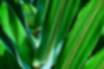 Palmblätter