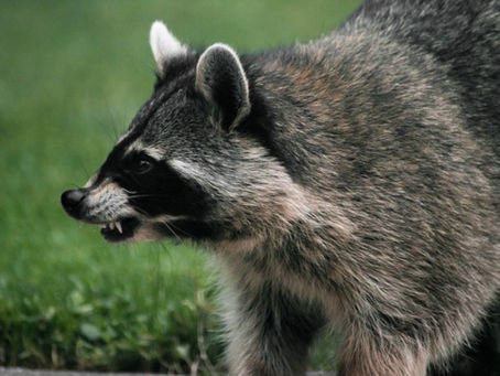 Pilchuck Pest Control - Raccoon scared on lawn