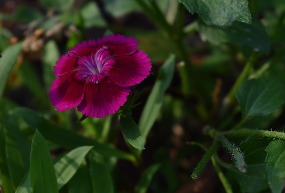 Dianthus