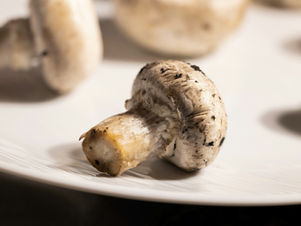 One mushroom in focus on a white plate. It is a button mushroom and has specks of fresh dirt on it. In the background there are several out of focus mushrooms.
