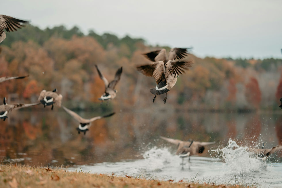 Cross Creeks NWR Duck Hunting