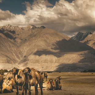 Bactrian camels against the mountains of Nubra Valley, Ladakh — Global Journeys