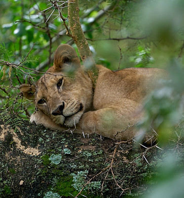 Image by Dmitrii Zhodzishskii