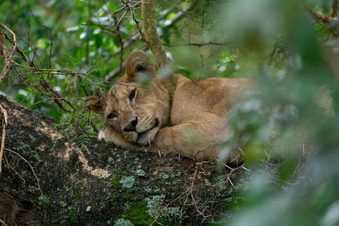 lion