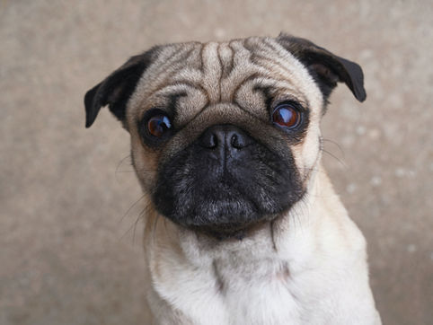Pug with a brachycephalic flat face