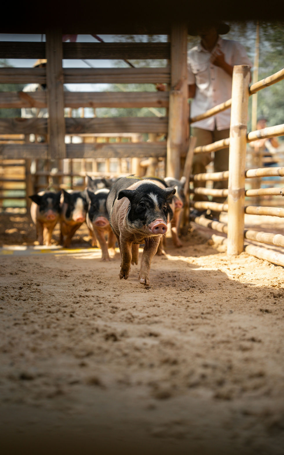 The Strategy: "The 4-Pillar Support System"