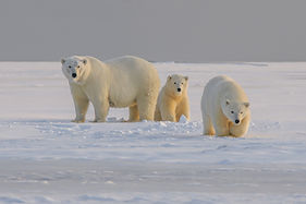 Polar Expedition to see Polar Bears