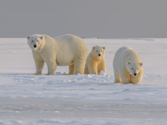 Top 5 Fascinating Facts About Polar Bears!