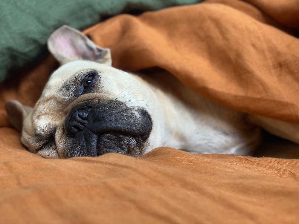 A sleepy dog on a couch