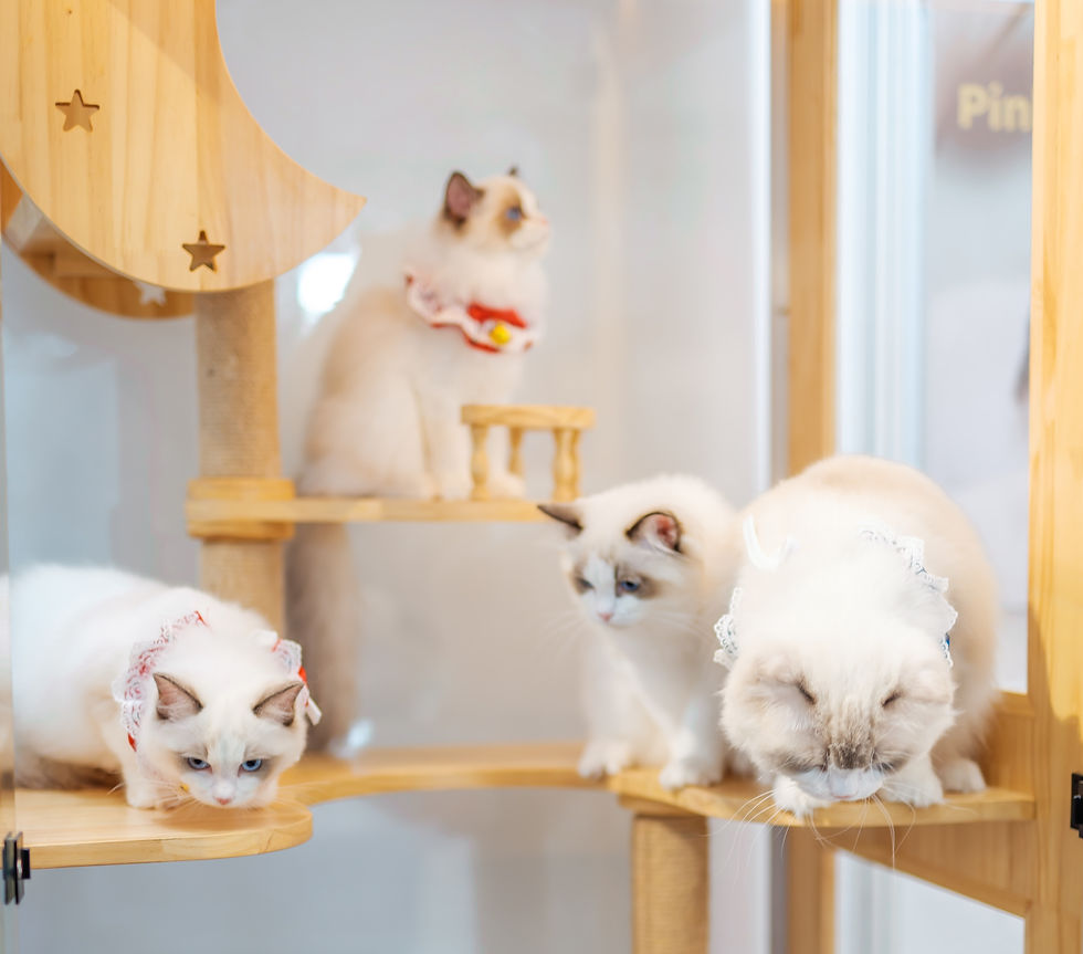 Image by LINLI XU