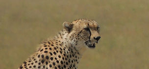 Cheetah hunting on open plains of Serengeti National Park