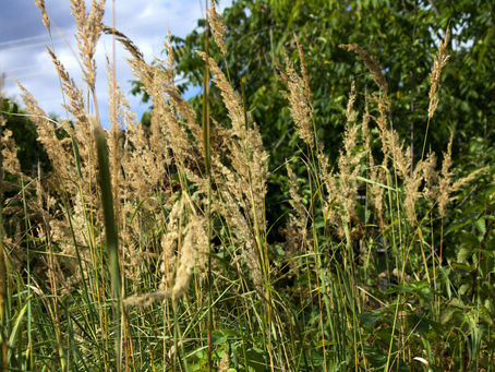 Wheat, Weeds, and the Wait for Justice