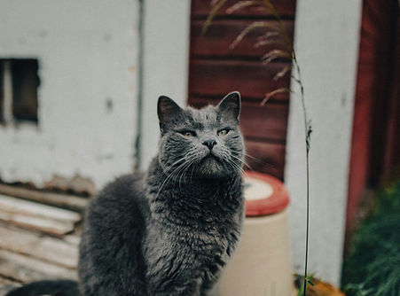 Old cat with diabetes