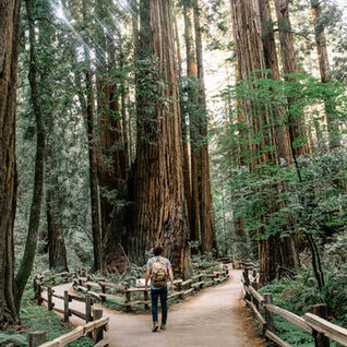 Person with backpack walking on a forest path among tall redwoods. There is a fork in the path and he decides which to take.