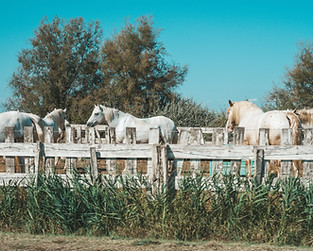 Image by Filiz Elaerts