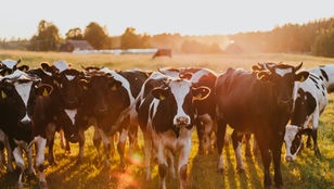 Market Report 07/14/2025