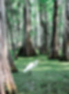 Louisiana Image by Morgane Perraud