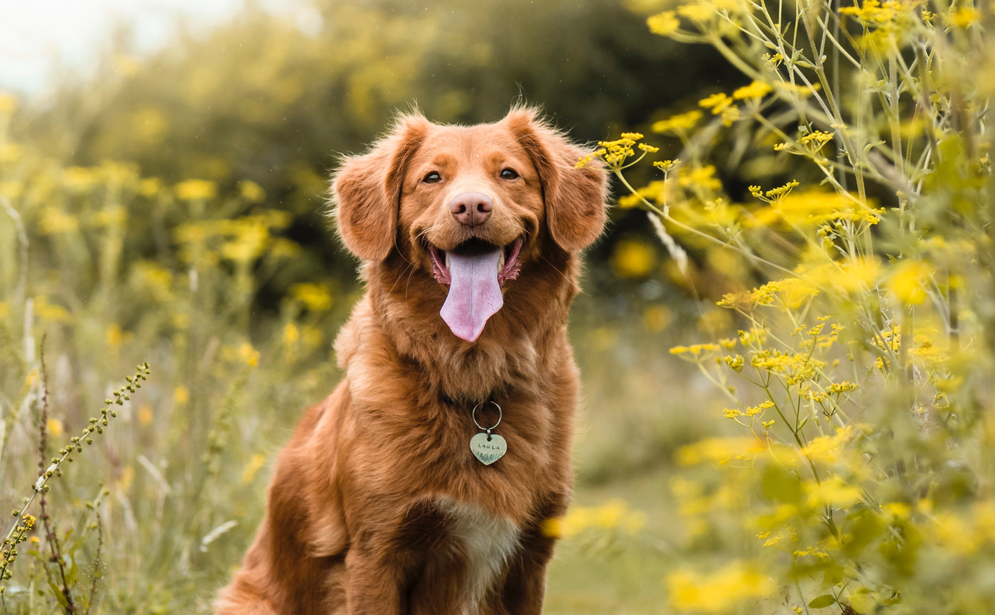 dog outdoor landscape