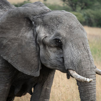 Mara Elephant