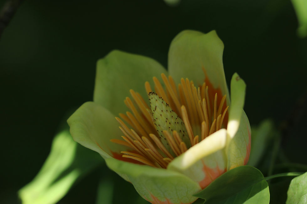 Close-up of a tulip poplar flower with pale green petals and vibrant orange-yellow stamens. The green background suggests a natural setting.