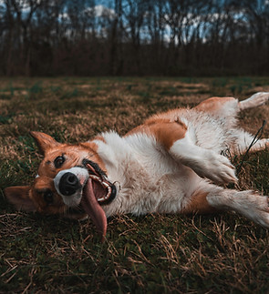 formations éducation canine, éducation positive chien, formation en ligne chien, comprendre son chien, relation harmonieuse chien, éducateur canin Poitiers