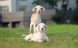 Two goat kids in a field looking at the camera