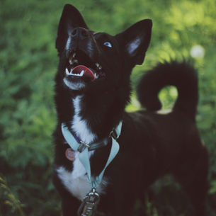 chien noir et blanc qui regarde en hauteur