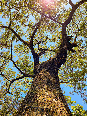 Image by Geovanni Rodriguez