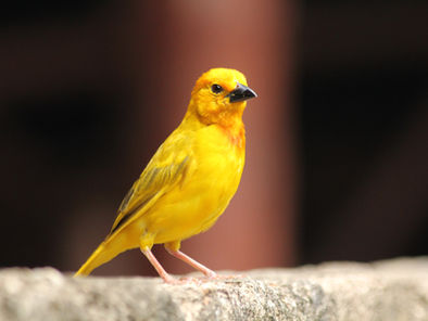 Canary, yellow bird, as a symbol for being an early warning sign ("the canary in the coalmine")