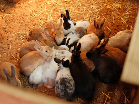 Stress da caldo: migliorare la salute e il benessere animale con l'integrazione alimentare di nanoparticelle di acido carnosico-chitosano (CA-CNP)