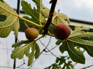 Pentecostal District Meeting 2026- "Priority of Bearing Fruit"